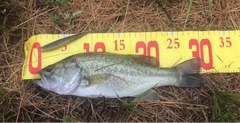 ブラックバスの釣果