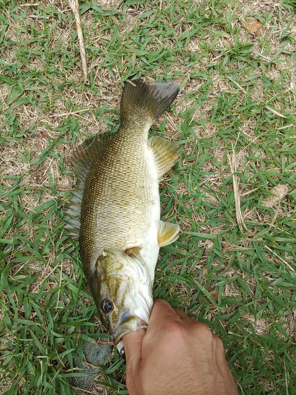 スモールマウスバス