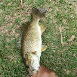 スモールマウスバス