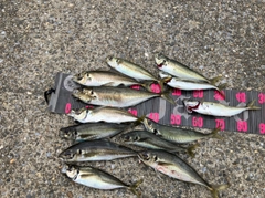 アジの釣果