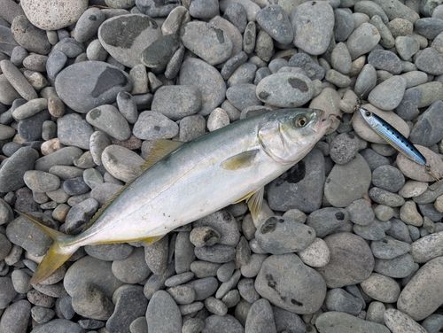 ワカシの釣果