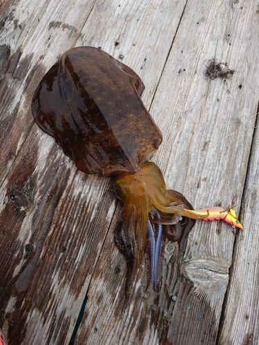 アオリイカの釣果