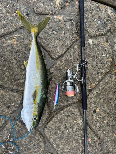 ヒラマサの釣果