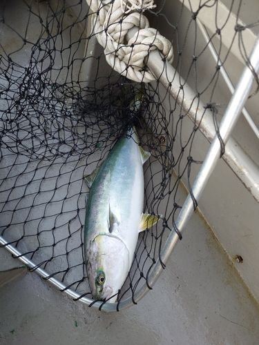 メジロの釣果