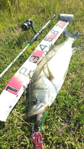 シーバスの釣果