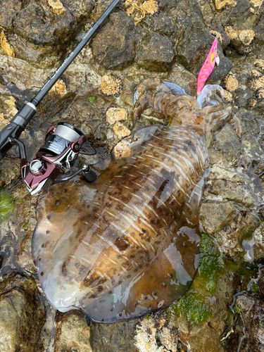 アオリイカの釣果