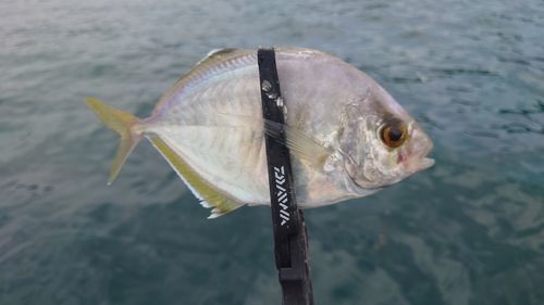 カイワリの釣果