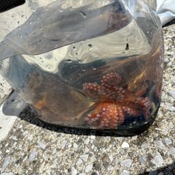タコ