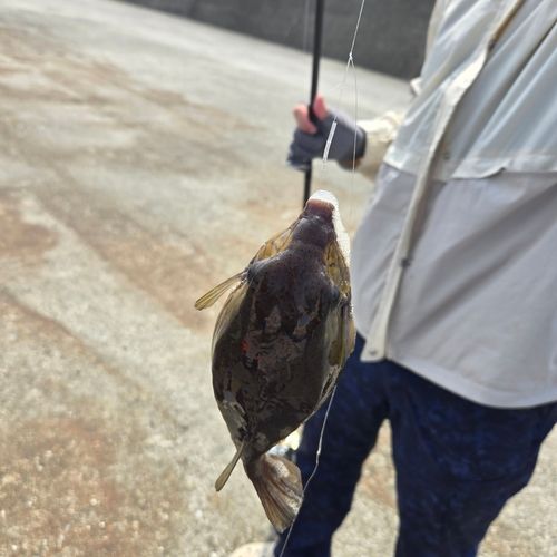 ハコフグの釣果