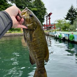 スモールマウスバス