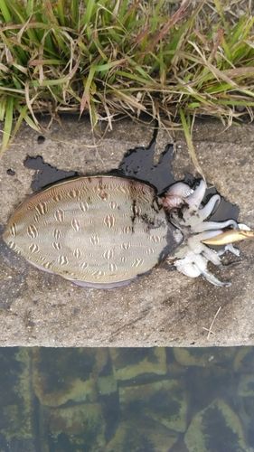 モンゴウイカの釣果