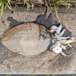 モンゴウイカ