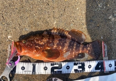 キジハタの釣果