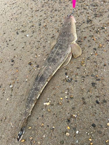 マゴチの釣果