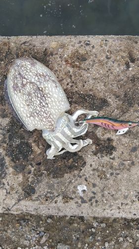 シリヤケイカの釣果