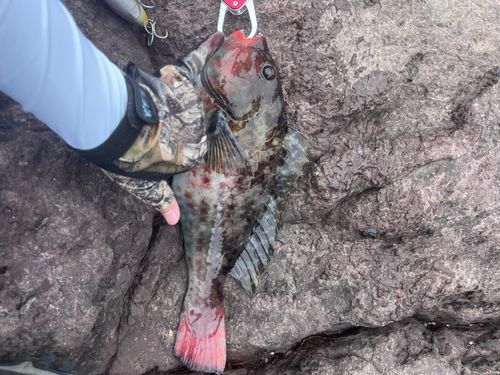 ブダイの釣果