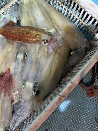 ケンサキイカの釣果