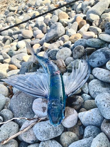 トビウオの釣果