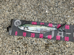 サゴシの釣果