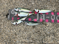 サバの釣果