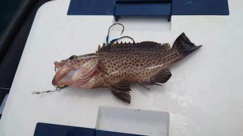 オオモンハタの釣果