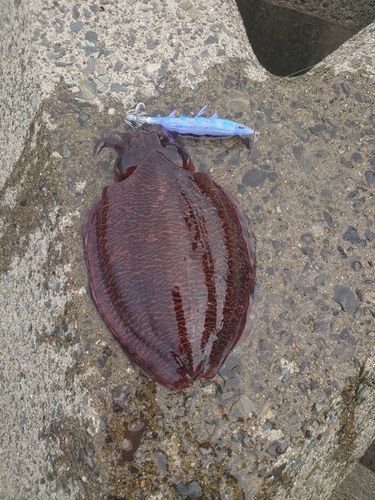 コウイカの釣果