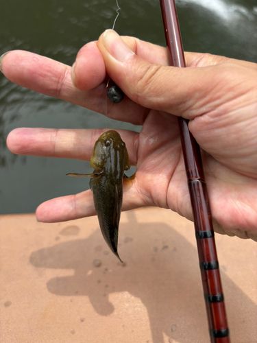 シモフリシマハゼの釣果
