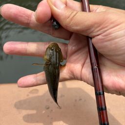 シモフリシマハゼ