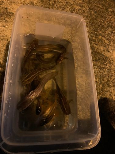 ゴンズイの釣果