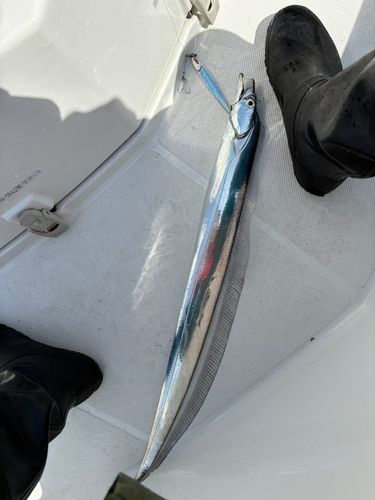 タチウオの釣果