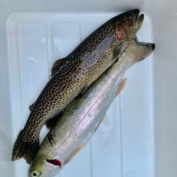 カットスロート