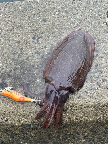 モンゴウイカの釣果