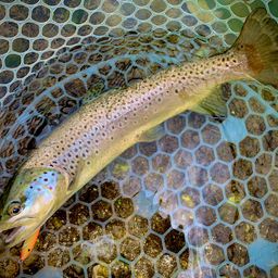 ブラウントラウト