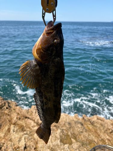 アイナメの釣果