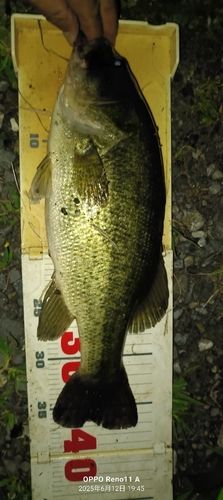 ブラックバスの釣果