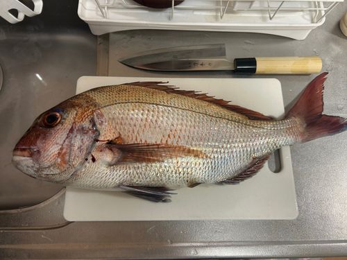 マダイの釣果