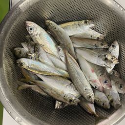アジ