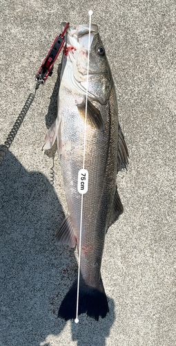 シーバスの釣果