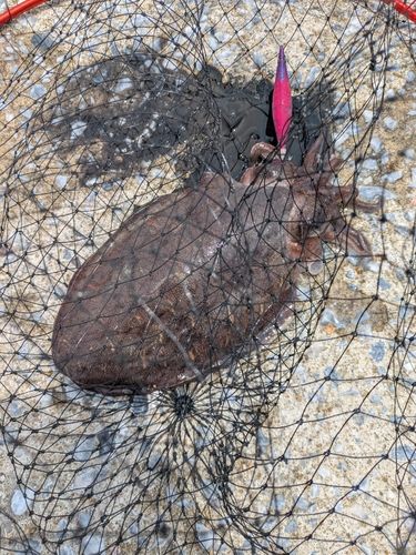 モンゴウイカの釣果