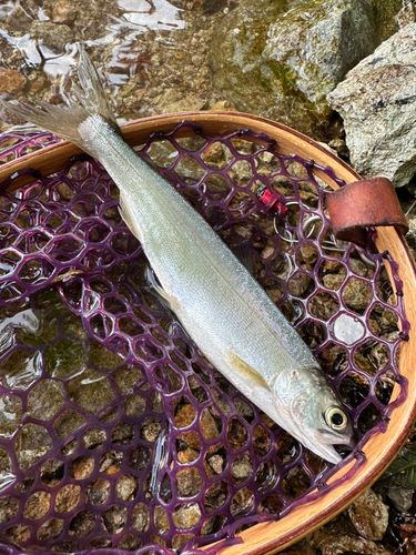 ヒメマスの釣果