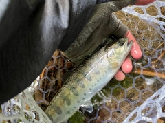 ヤマメの釣果