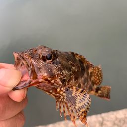 サバ