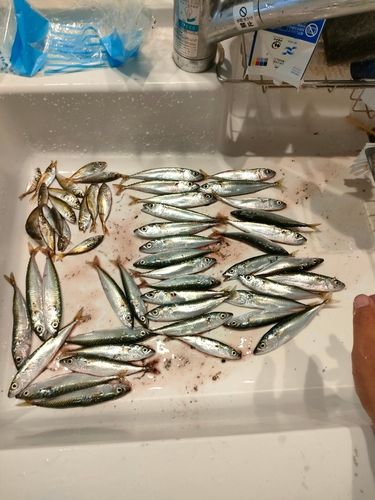 サバの釣果