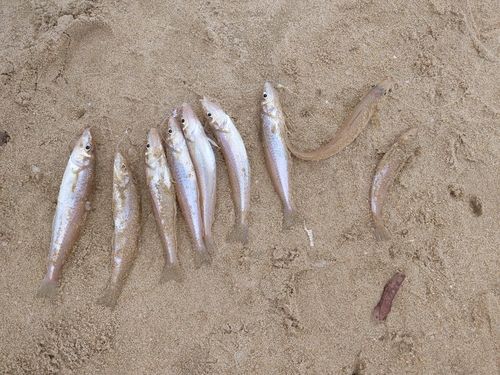 キスの釣果