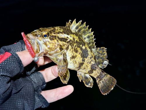 タケノコメバルの釣果