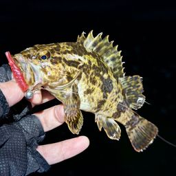 タケノコメバル