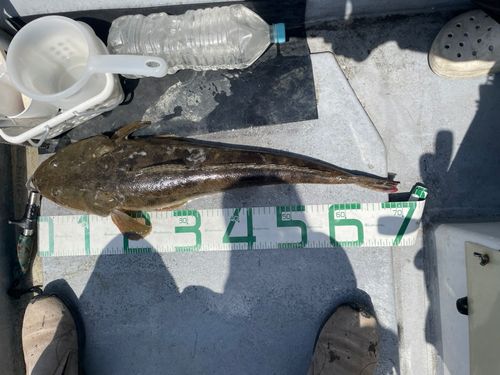 マゴチの釣果