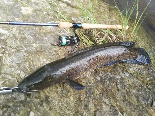 カムルチーの釣果