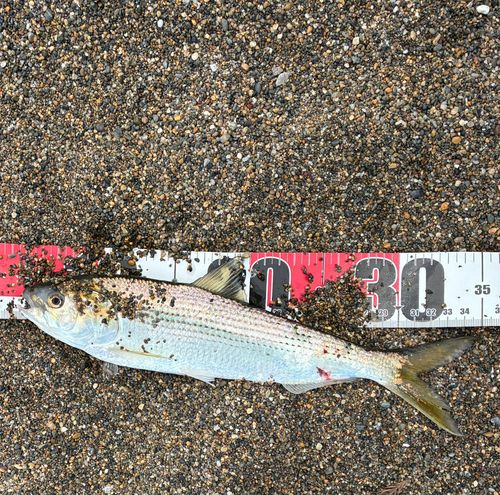 コノシロの釣果
