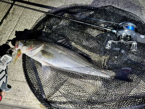シーバスの釣果